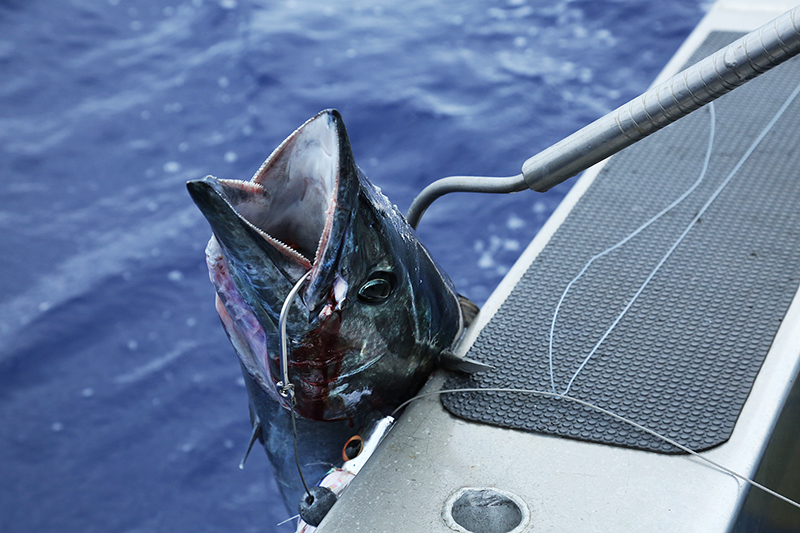 Marlin Queen Fishing Charters : Rarotonga : Business News Photos : Richard Moore : Photographer